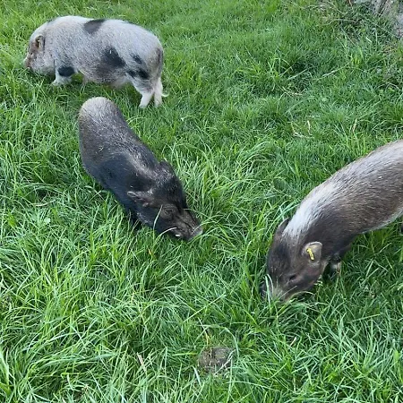 Schlossberg Bed & Breakfast Mittersill