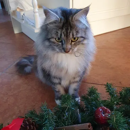 Bed & Breakfast Schlossberg Mittersill