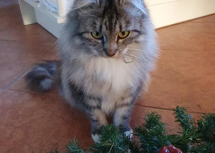 Bed & Breakfast Schlossberg Mittersill